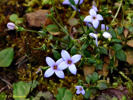{Houstonia pusilla}